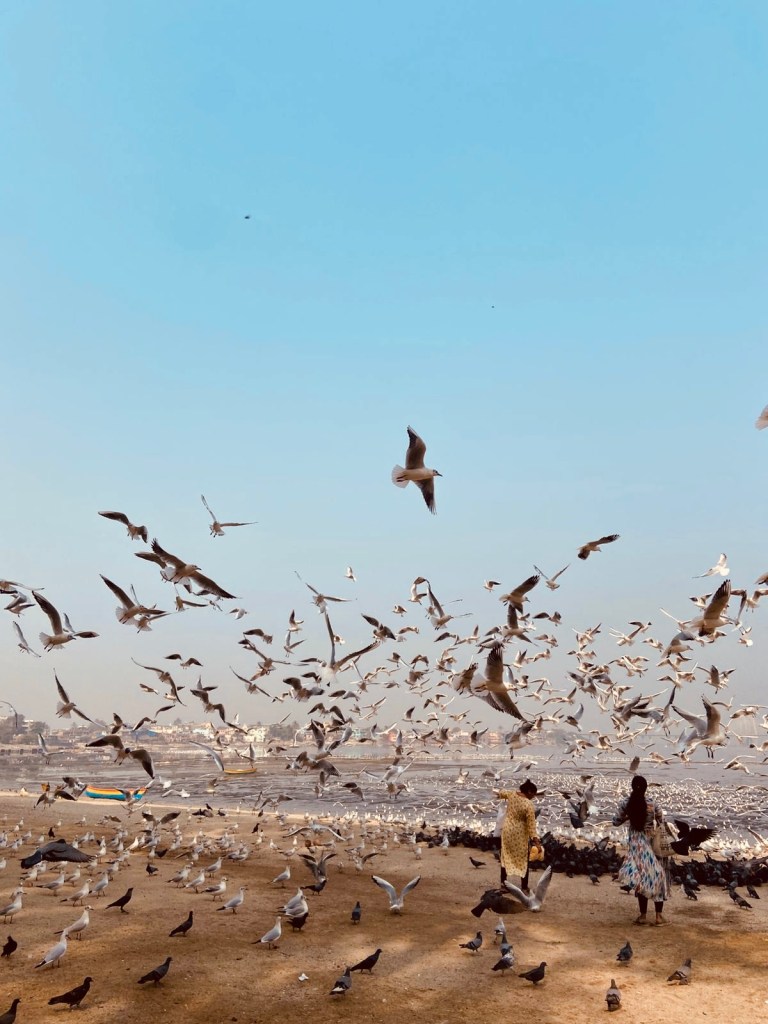 Birds at Mahim Bay